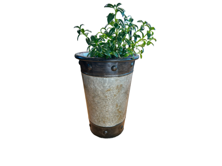 Tall Silver-Toned Vase with Bronzy Accents Planted with Goldfish Plant