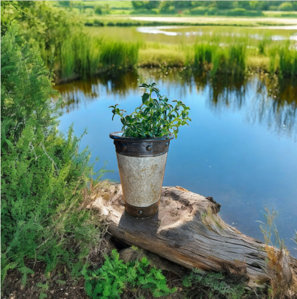 Tall Silver-Toned Vase with Bronzy Accents Planted with Goldfish Plant