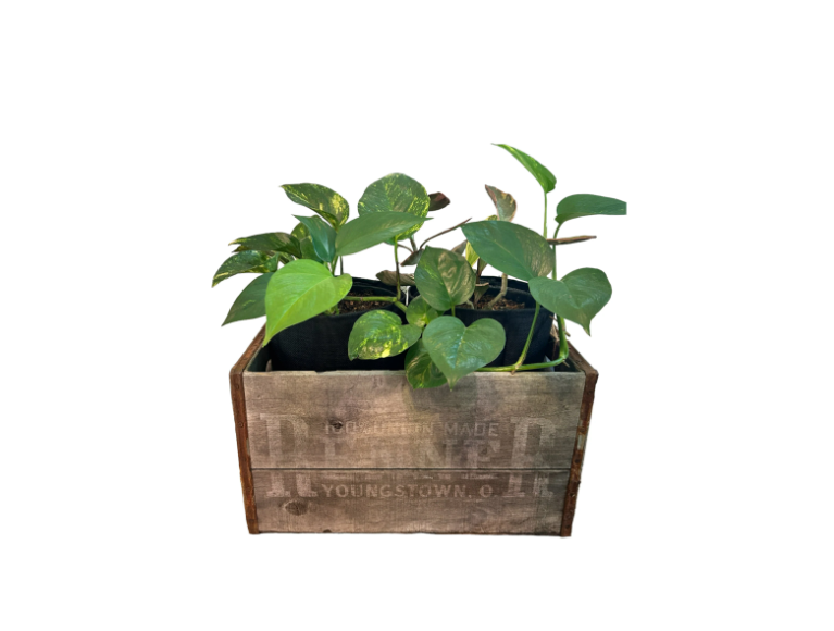 Vintage Renner Brewery Beer Crate Planter with Golden Pothos and Jelly Peperomia Plants
