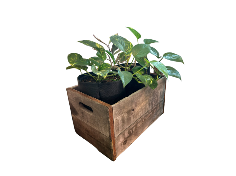 Vintage Renner Brewery Beer Crate Planter with Golden Pothos and Jelly Peperomia Plants