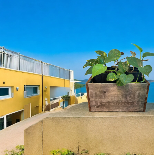 Vintage Renner Brewery Beer Crate Planter with Golden Pothos and Jelly Peperomia Plants