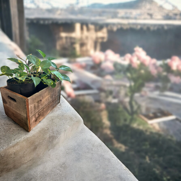 Vintage Renner Brewery Beer Crate Planter with Golden Pothos and Jelly Peperomia Plants