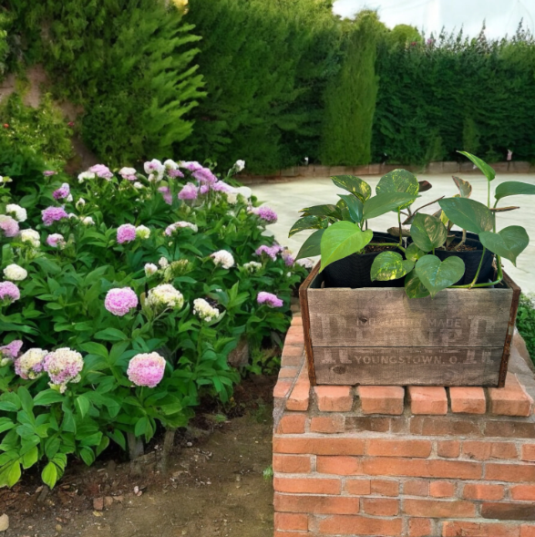 Vintage Renner Brewery Beer Crate Planter with Golden Pothos and Jelly Peperomia Plants