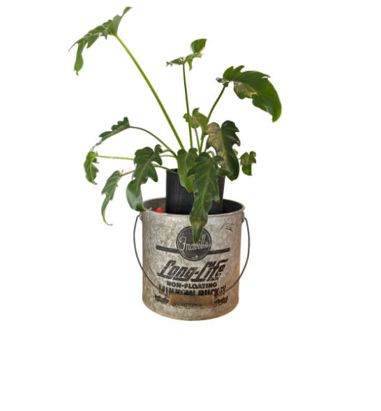 Vintage Frabill's Long Life Galvanized Minnow Bucket Planter with Philodendron Xanadu