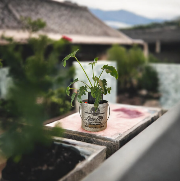 Vintage Frabill's Long Life Galvanized Minnow Bucket Planter with Philodendron Xanadu
