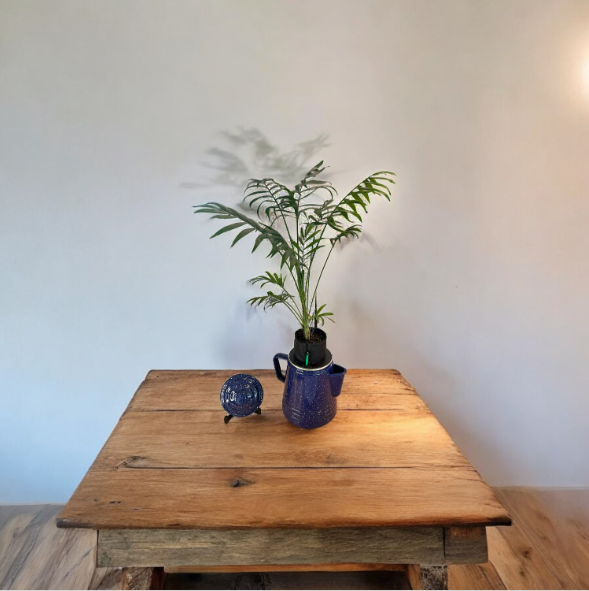 Self-Watering Blue Enamelware Kettle Planter with Parlor Palm