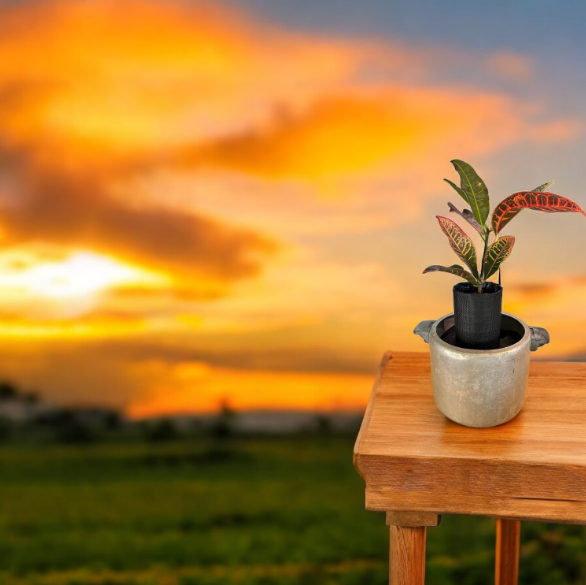 Unique Self-Watering Vintage Canning Pot Planter with Croton Plant
