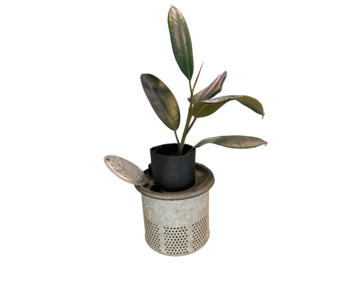 Charming Self-Watering Vintage Minnow Bucket Planter with Rubber Tree