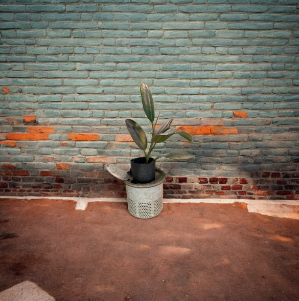 Charming Self-Watering Vintage Minnow Bucket Planter with Rubber Tree