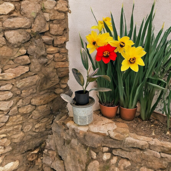 Charming Self-Watering Vintage Minnow Bucket Planter with Rubber Tree