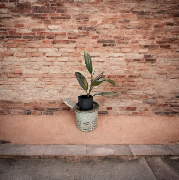 Charming Self-Watering Vintage Minnow Bucket Planter with Rubber Tree
