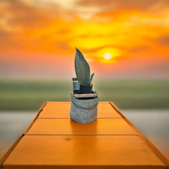 Charming Vintage Self-Watering Planter with Whale Tail Succulent