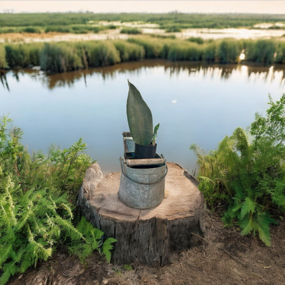 Charming Vintage Self-Watering Planter with Whale Tail Succulent