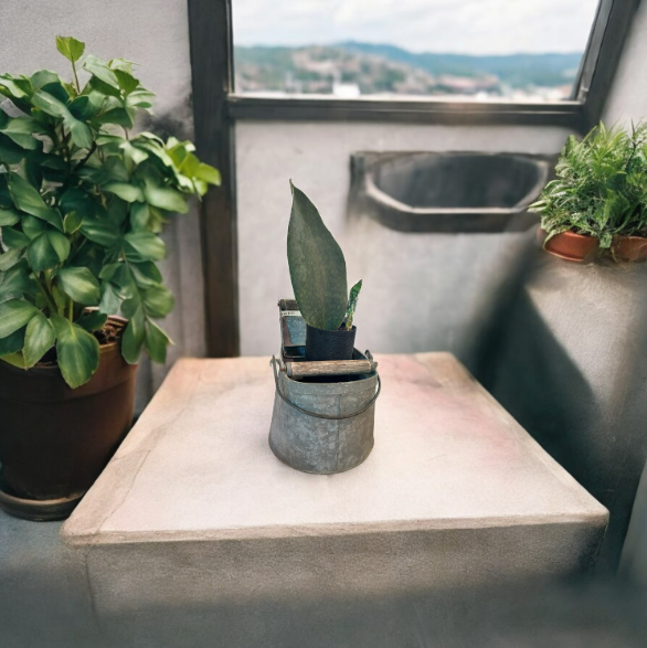 Charming Vintage Self-Watering Planter with Whale Tail Succulent