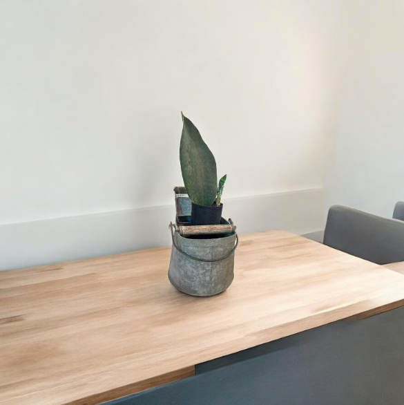 Charming Vintage Self-Watering Planter with Whale Tail Succulent