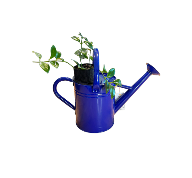 Cobalt Blue Watering Can Planter with Lipstick Plant