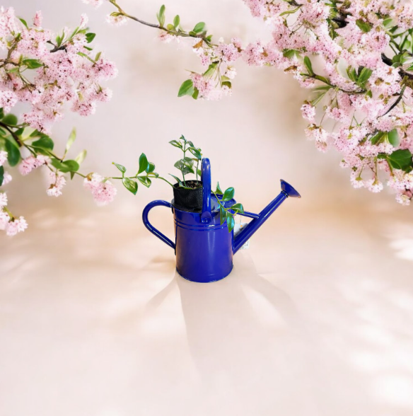 Cobalt Blue Watering Can Planter with Lipstick Plant