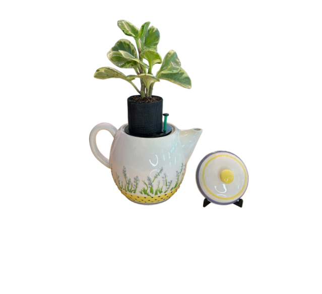White Teapot with Floral Detail Planter with Peperomia Plant