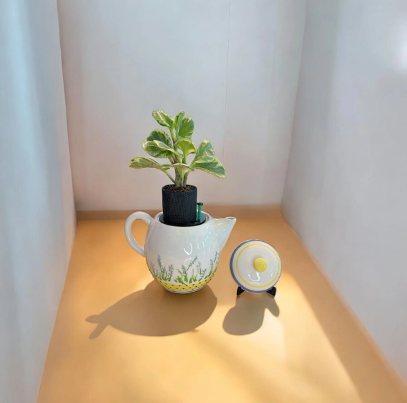 White Teapot with Floral Detail Planter with Peperomia Plant