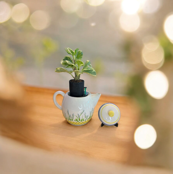 White Teapot with Floral Detail Planter with Peperomia Plant