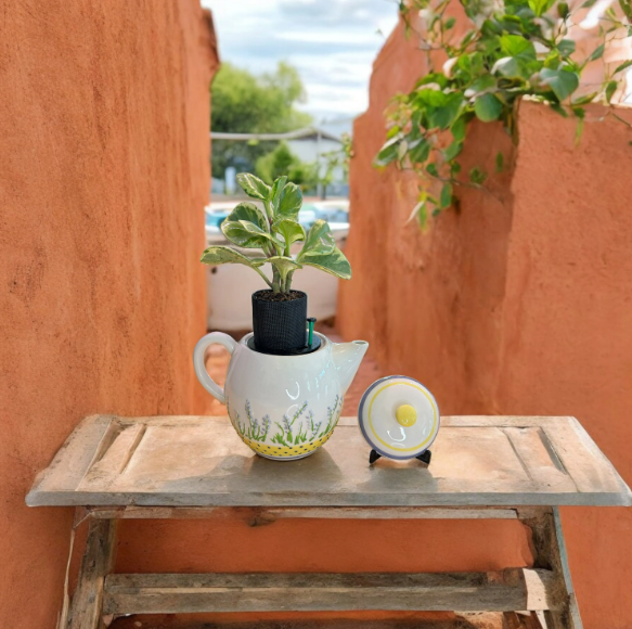 White Teapot with Floral Detail Planter with Peperomia Plant