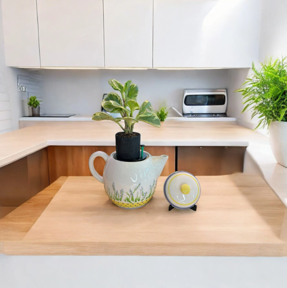 White Teapot with Floral Detail Planter with Peperomia Plant