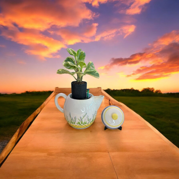 White Teapot with Floral Detail Planter with Peperomia Plant
