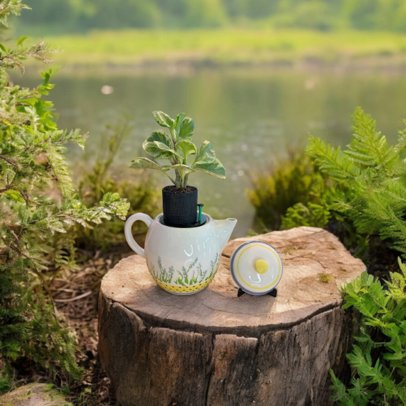 White Teapot with Floral Detail Planter with Peperomia Plant