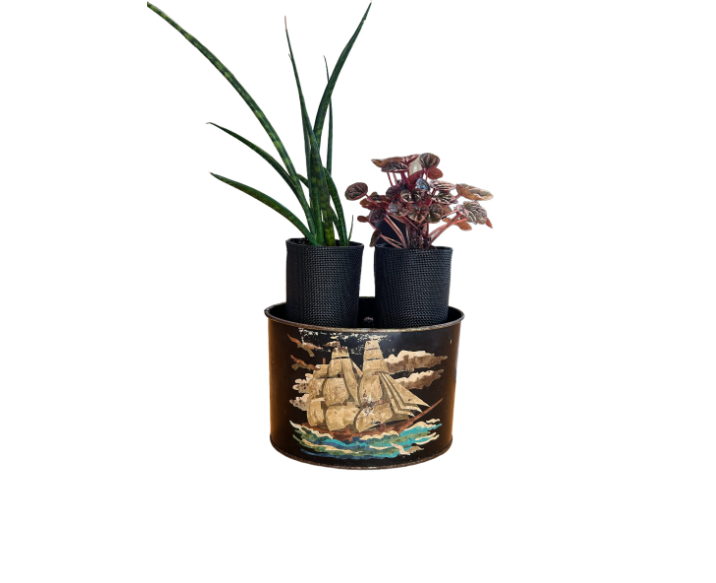 Vintage Mail Tin Planter with Snake Plant & Peperomia