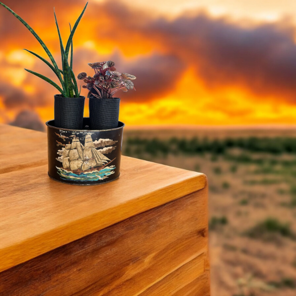 Vintage Mail Tin Planter with Snake Plant & Peperomia