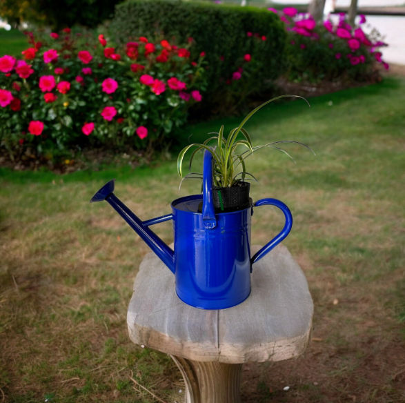 spider plant in self watering pot Cobalt Blue Self-Watering Indoor Planter with Vibrant Spider Plant