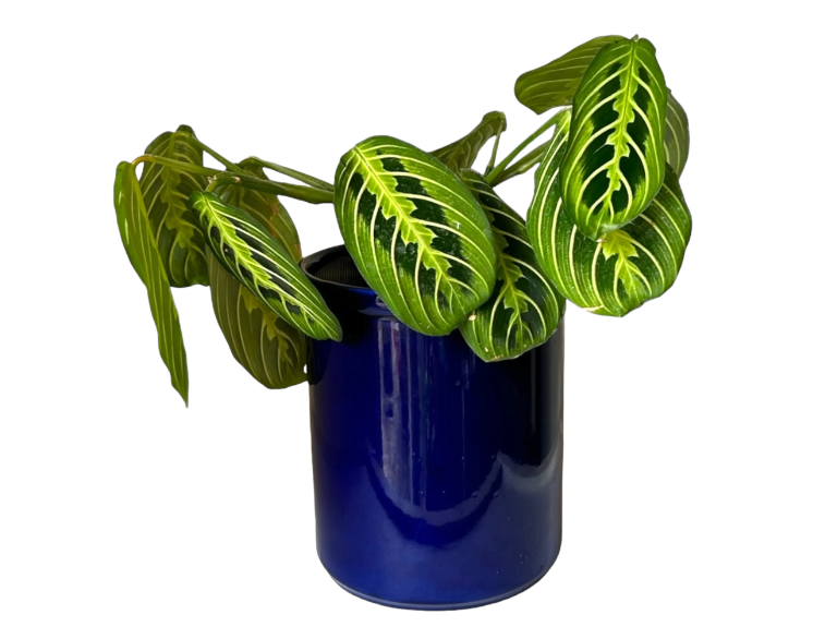 Blue Self-Watering Canister Planter with ‘Lemon Lime’ Prayer Plant