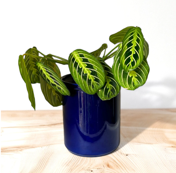 Blue Self-Watering Canister Planter with ‘Lemon Lime’ Prayer Plant
