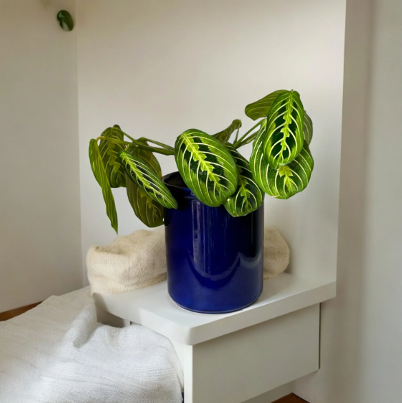 Blue Self-Watering Canister Planter with ‘Lemon Lime’ Prayer Plant