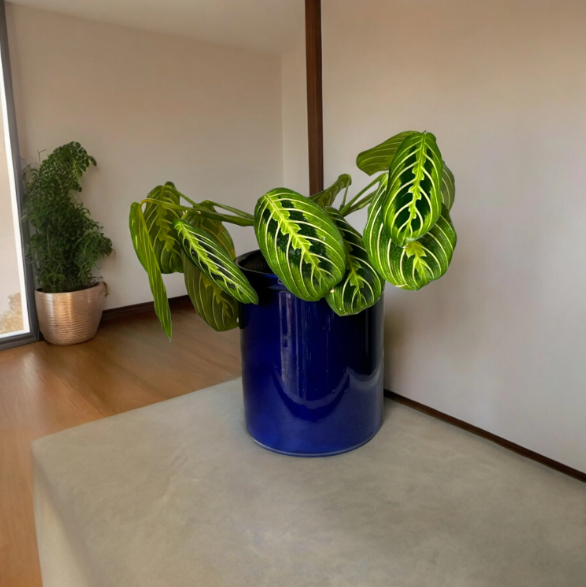 Blue Self-Watering Canister Planter with ‘Lemon Lime’ Prayer Plant