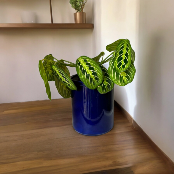 Blue Self-Watering Canister Planter with ‘Lemon Lime’ Prayer Plant