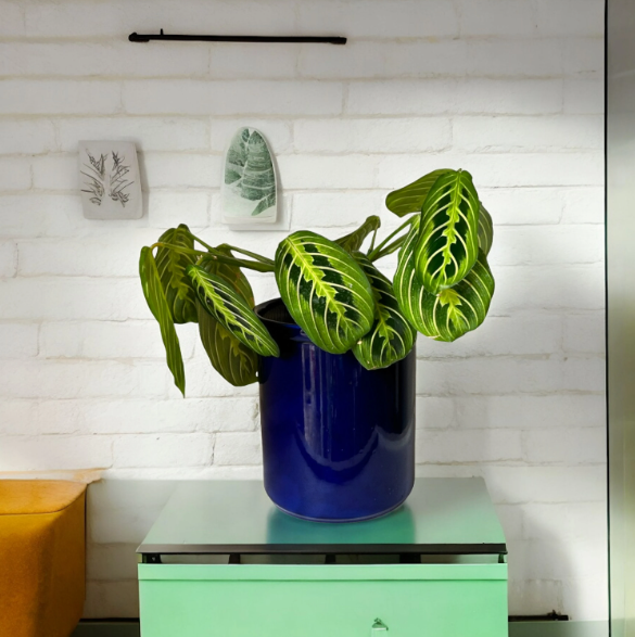 prayer plant self watering pot Blue Self-Watering Canister Planter with 'Lemon Lime' Prayer Plant