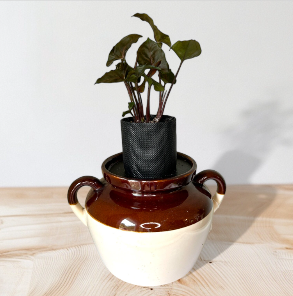 Vintage Stoneware Bean Crock Planter with Syngonium ‘Arrowhead’ Plant