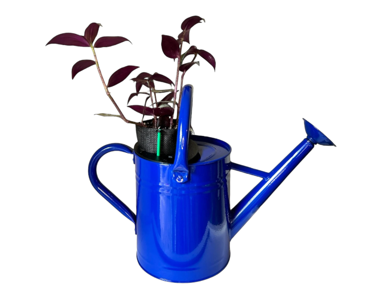 Cobalt Blue Self-Watering Indoor Planter with Vibrant Tradescantia Plant