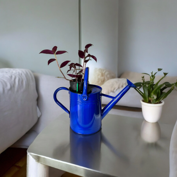 Cobalt Blue Self-Watering Indoor Planter with Vibrant Tradescantia Plant