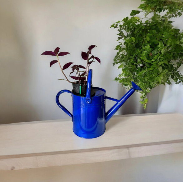 Cobalt Blue Self-Watering Indoor Planter with Vibrant Tradescantia Plant