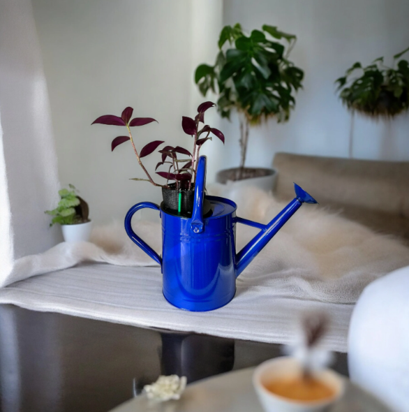 Cobalt Blue Self-Watering Indoor Planter with Vibrant Tradescantia Plant