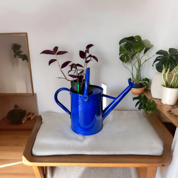 Cobalt Blue Self-Watering Indoor Planter with Vibrant Tradescantia Plant