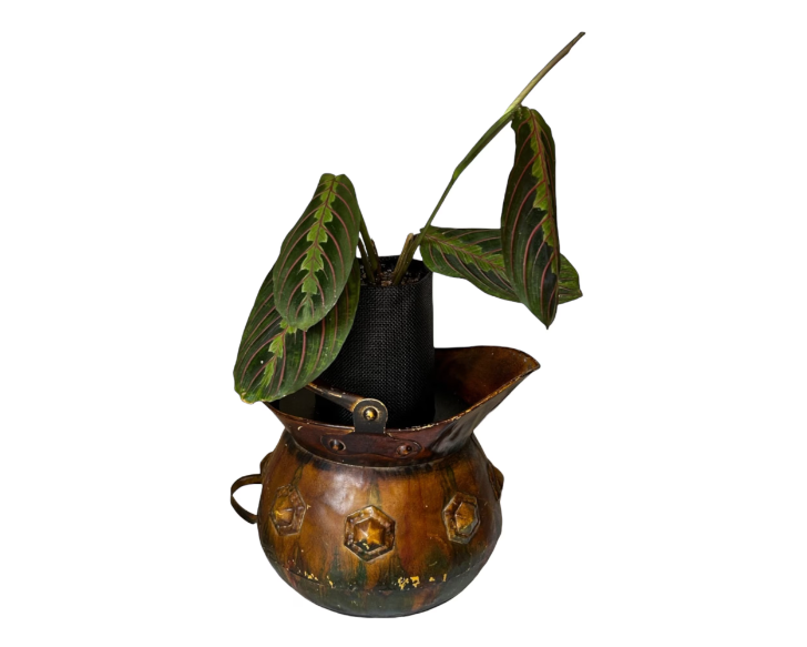 Vintage Copper Pitcher Planter with Lush Prayer Plant