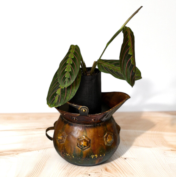 Vintage Copper Pitcher Planter with Lush Prayer Plant