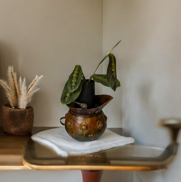 Vintage Copper Pitcher Planter with Lush Prayer Plant