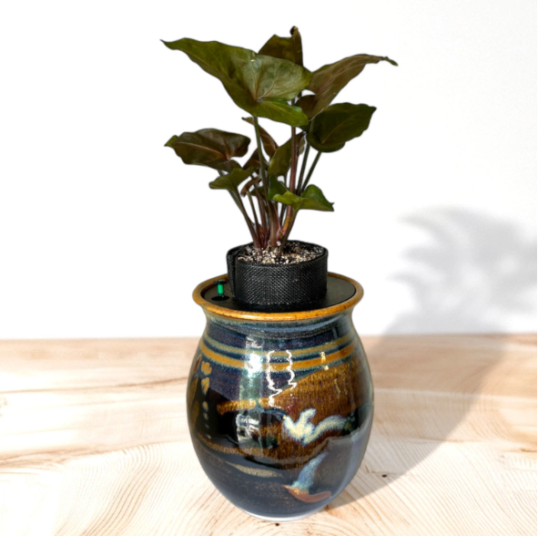 Ron Lieberman Glazed Pottery Planter with Syngonium ‘Arrowhead’ Plant