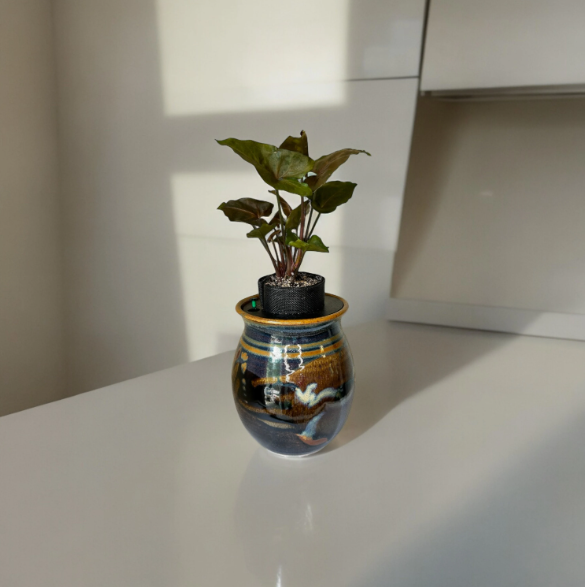 Ron Lieberman Glazed Pottery Planter with Syngonium ‘Arrowhead’ Plant