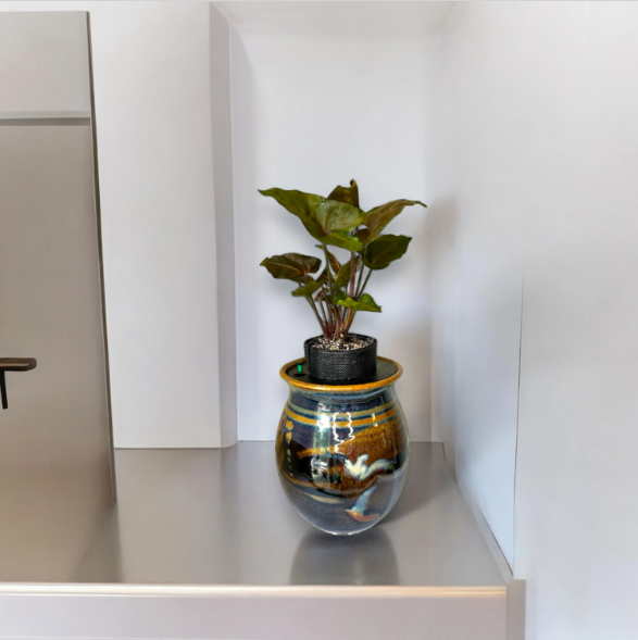 Ron Lieberman Glazed Pottery Planter with Syngonium ‘Arrowhead’ Plant