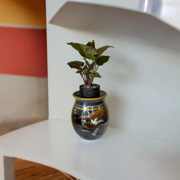 Ron Lieberman Glazed Pottery Planter with Syngonium ‘Arrowhead’ Plant